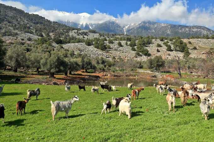 EPPO indicts 22 over EU farm subsidy fraud in Greece