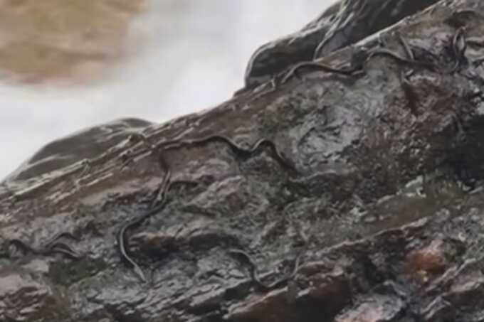 Mystery creatures filmed at Scottish waterfall identified as young eels crossing the Atlantic