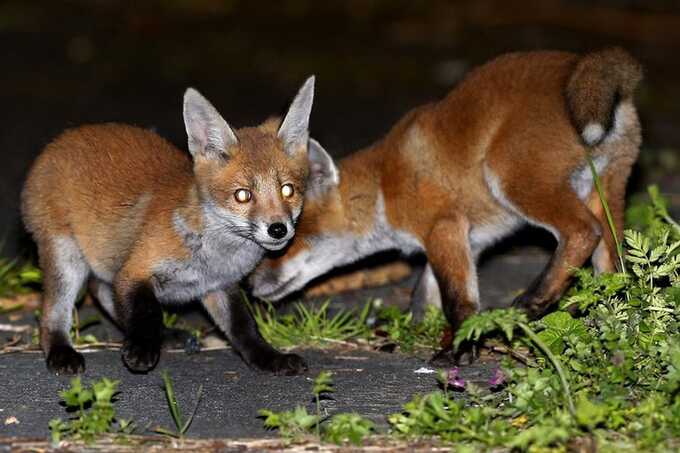 "Absolutely horrifying" fox attack leaves three-month-old baby with head wounds