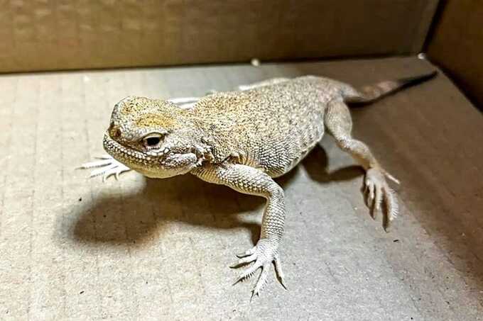 Woman caught smuggling 116 protected lizards under her jacket at Russian border