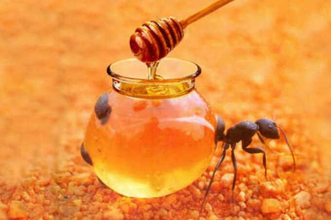 Two-Michelin-starred restaurant owner fined $11,000 after serving illegal ants in sorbet