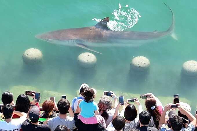 "Shark celebrity" Bukangi draws 480,000 visitors after getting trapped in Busan canal