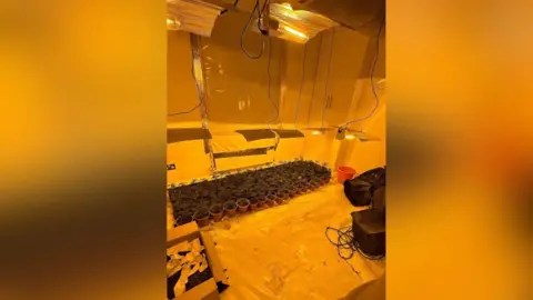 Police seized over 400 cannabis plants from the Reeves’ property, with an estimated street value of hundreds of thousands of pounds qhiquqikrixxinv