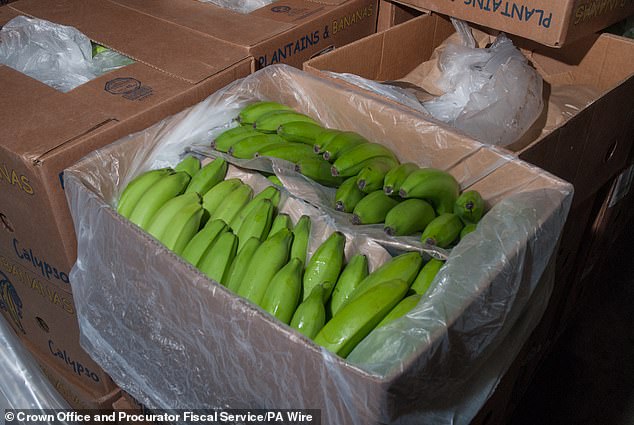 A gang saw 18 consignments of bananas addressed to Glasgow Fruit Market, which actually contained cocaine, seized by Border Force officers in 2020