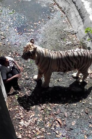 Maqsood Khan and a tiger qhiqqkiuqiqqxinv