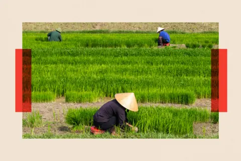 Getty Images Nghe An, Vietnam - three people in hats are transplanting young rice sprouts in a field 
