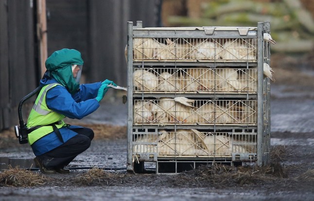 NAFFERTON, ENGLAND - NOVEMBER 18: Officials from the Department for Environment Food & Rural Affairs (DEFRA) dispose of culled ducks at a farm near Nafferton, East Yorkshire where a strain of bird flu has been confirmed on November 18, 2014 in East Yorkshire, England. Health officials will cull 6000 ducks and have imposed a six mile exclusion zone to contain the spread, although any risk to public health is said to be very low. (Photo by Christopher Furlong/Getty Images)