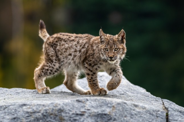 Lynx in green forest with tree trunk. Wildlife scene from nature. Playing Eurasian lynx, animal behaviour in habitat. Wild cat from Germany. Wild Bobcat between the trees; Shutterstock ID 1842293665; purchase_order: -; job: -; client: -; other: - eiqeeiqeqiqhzinv