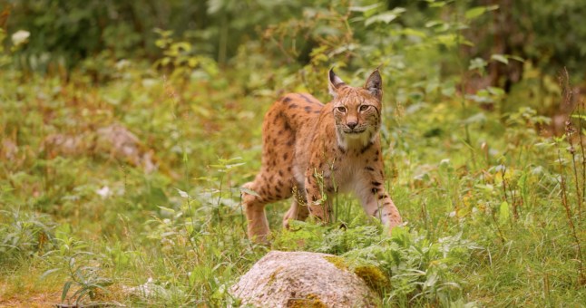 Two lynx on the loose in Scotland