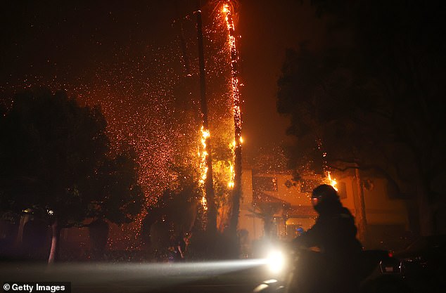 Palm trees burn during the Palisades Fire amid a powerful windstorm on January 7