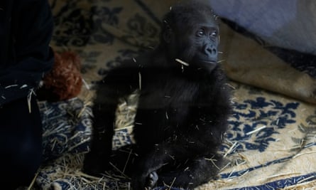 Zeytin, the 5-month-old male gorilla infant who was rescued at Istanbul airport.  qhiqqxixkireinv