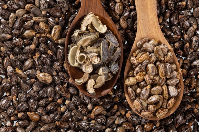 Ricinus Communis Dried Seeds Of The Fruit Of The Castor Bean Plant.