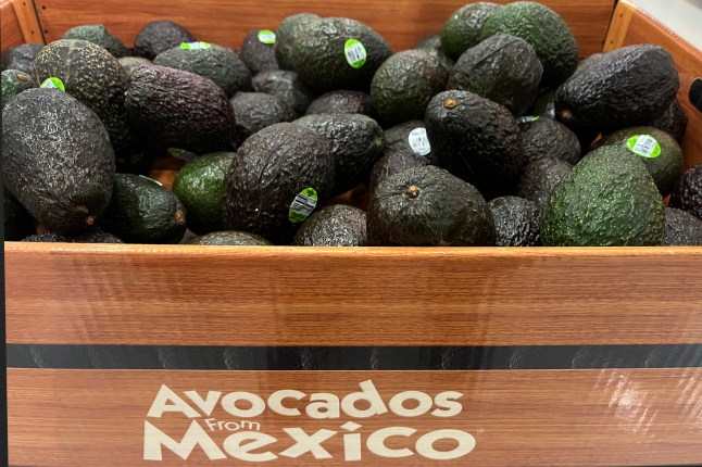 Avocados from Mexico are displayed for sale at a Target store in White Plains, N.Y., on Friday, Jan. 31, 2025. (AP Photo/Donald King)