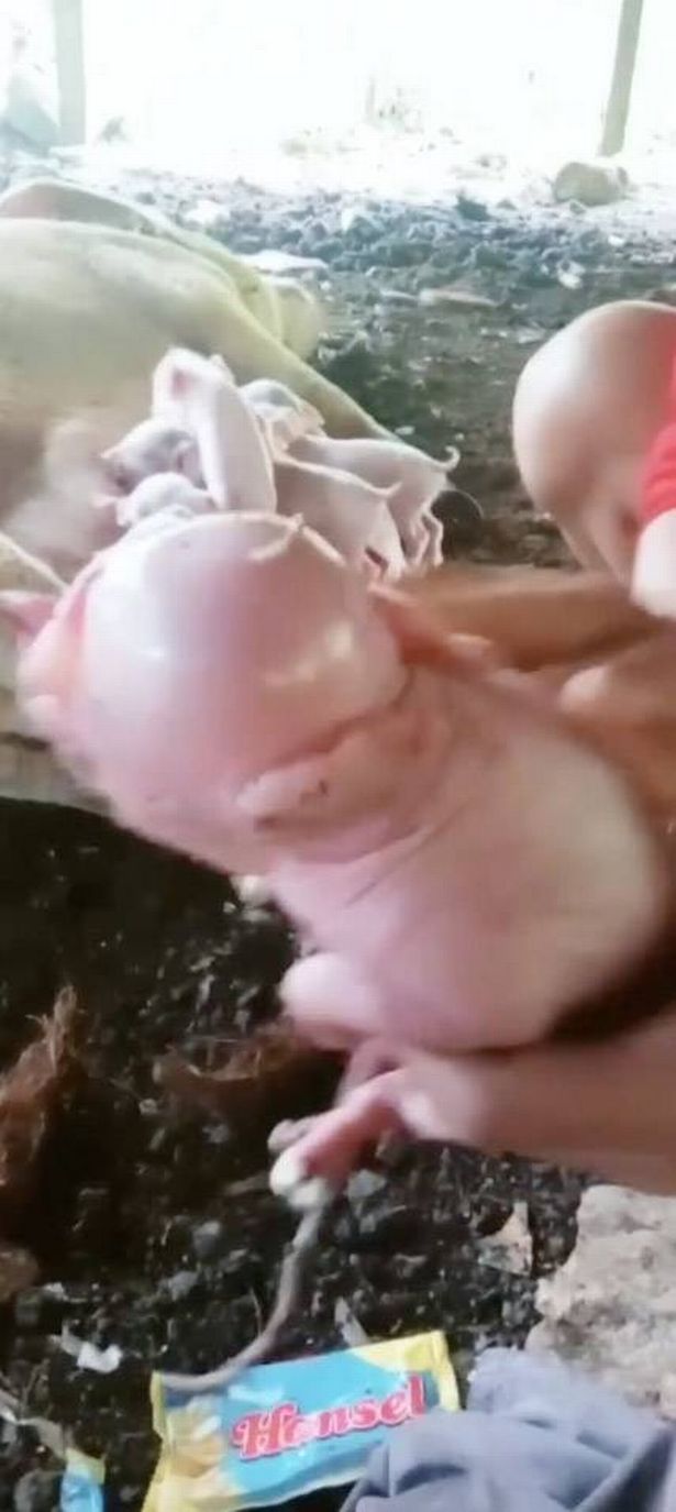 A piglet with birth defects. eiqrriqzeiqdqinv