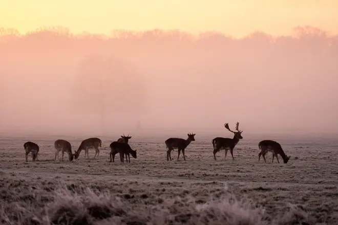 A herd of deer at sunrise in Richmond Park, London.