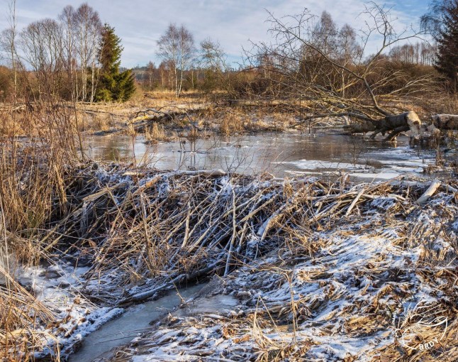 Czech govt were about to start ?1million regeneration project over the course of months until beavers did it for free in one night