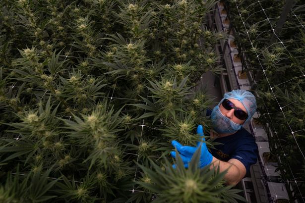 Man tends to cannabis plant inside a lab