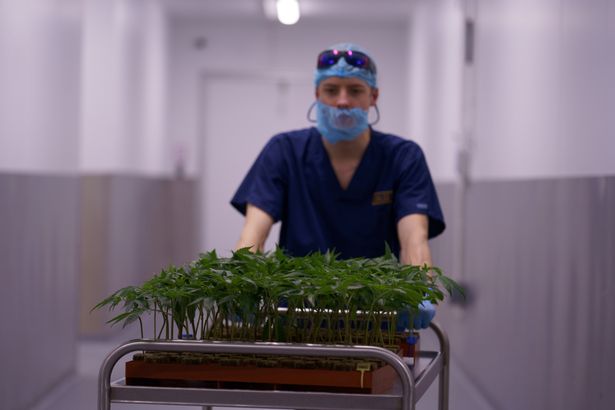 Young cannabis plants are wheeled through a corridor