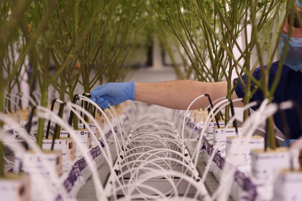 Cannabis plants watered in a lab