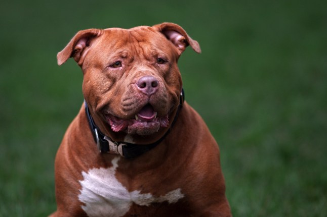 BIRMINGHAM, ENGLAND - FEBRUARY 15: An XL Bully named Pippa enjoys a run and a walk on a private and secure dog walking field on February 15, 2024 in Birmingham, England. XL bully owners have been walking their dogs in private fields since a ban came into force on February 1, 2024. It is now illegal to own an XL Bully without an exemption certificate and they are required to be kept on a lead and muzzled in public places. (Photo by Christopher Furlong/Getty Images)