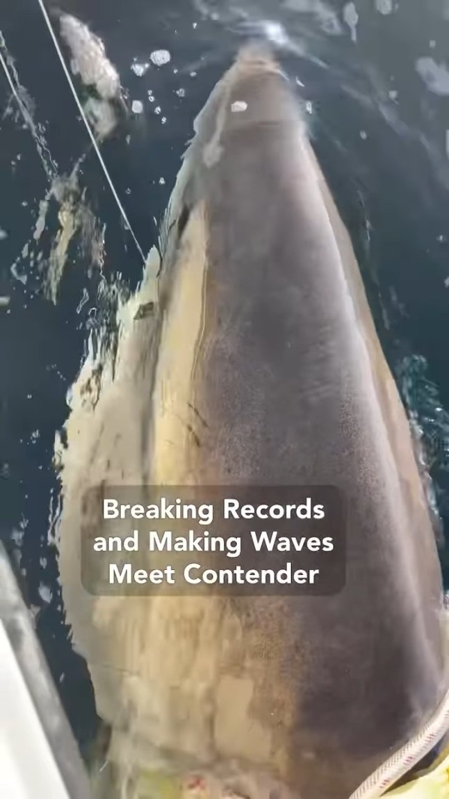 ’Largest shark ever’ caught in Atlantic - Contender is the largest male white shark ever caught, SPOT tagged, released and now studied in the NW Atlantic white shark population! The SPOT tag deployed on Contender will provide valuable real-time data for approximately five years, helping us track his movements and understand his migration patterns. Additionally, we?ve collected important biological samples, including urogenital material, which are currently being analyzed. Follow Contender?s journey on the OCEARCH Global Shark Tracker www.ocearch.org/app #OCEARCH #SharkTracker #WhiteSharks #OceanConservation #SharkResearch #FactsOverFear #MarineScience 4d eiqdiqtriqtzinv