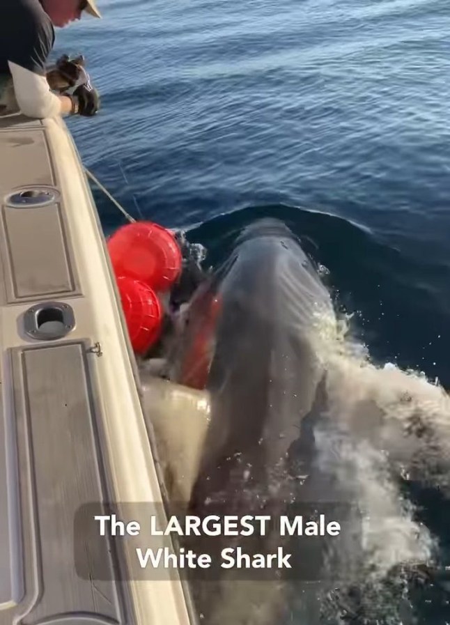 ’Largest shark ever’ caught in Atlantic - Contender is the largest male white shark ever caught, SPOT tagged, released and now studied in the NW Atlantic white shark population! The SPOT tag deployed on Contender will provide valuable real-time data for approximately five years, helping us track his movements and understand his migration patterns. Additionally, we?ve collected important biological samples, including urogenital material, which are currently being analyzed. Follow Contender?s journey on the OCEARCH Global Shark Tracker www.ocearch.org/app #OCEARCH #SharkTracker #WhiteSharks #OceanConservation #SharkResearch #FactsOverFear #MarineScience 4d