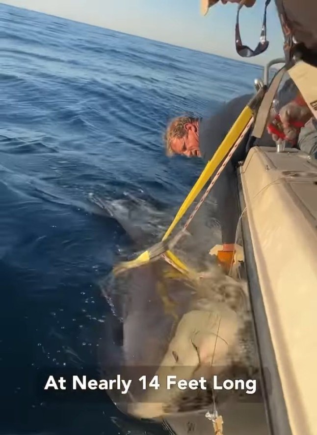 ’Largest shark ever’ caught in Atlantic - Contender is the largest male white shark ever caught, SPOT tagged, released and now studied in the NW Atlantic white shark population! The SPOT tag deployed on Contender will provide valuable real-time data for approximately five years, helping us track his movements and understand his migration patterns. Additionally, we?ve collected important biological samples, including urogenital material, which are currently being analyzed. Follow Contender?s journey on the OCEARCH Global Shark Tracker www.ocearch.org/app #OCEARCH #SharkTracker #WhiteSharks #OceanConservation #SharkResearch #FactsOverFear #MarineScience 4d